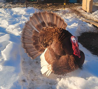 6wk turkey poults
