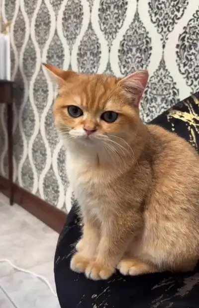 British Shorthair cat with green eyes (imported), View more