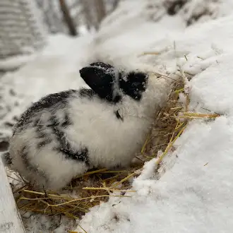 Lily's Bunny Barn, View more