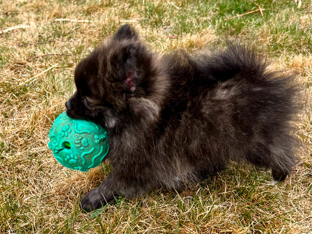 Pomeranian Puppies for Sale in Dogs & Puppies for Rehoming in Lethbridge - Image 3