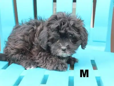 Black shipoo puppies  , View more