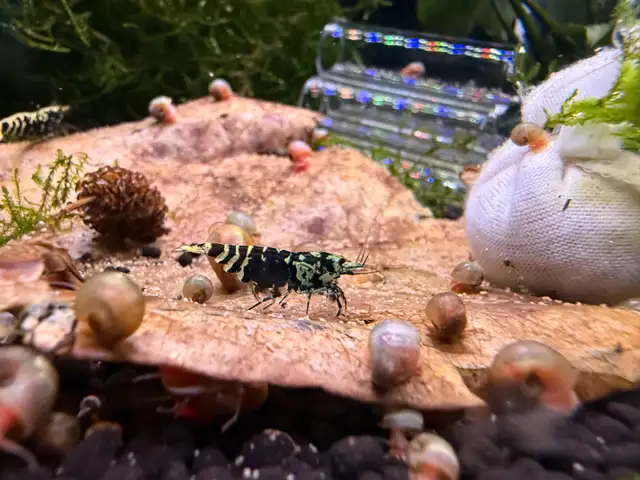 Fancy Black tiger Caridina SSS in Fish for Rehoming in City of Toronto - Image 5