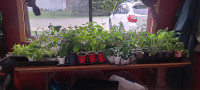 Plant/seedling sale