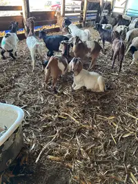 Goat herd for sale 