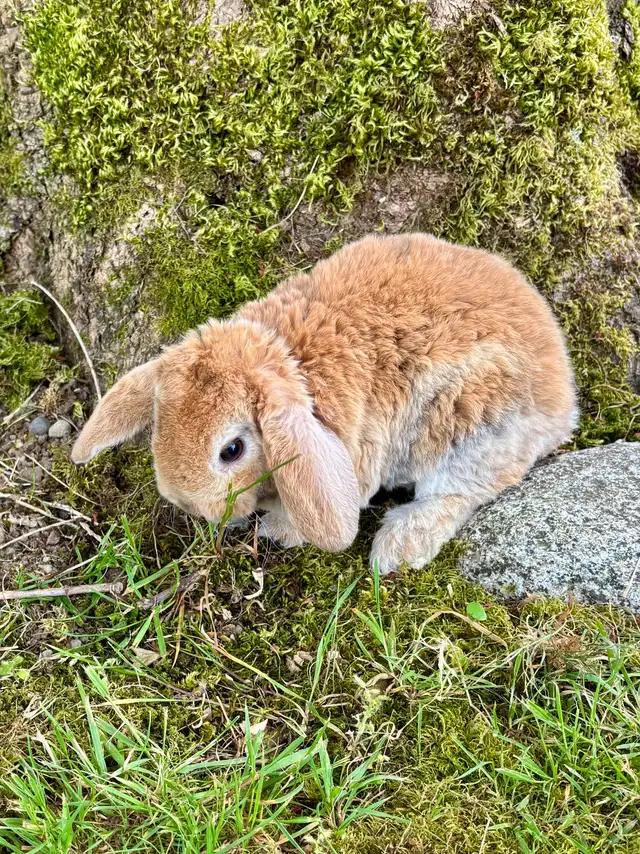 Mini Plush Lop Baby Boy in Small Animals for Rehoming in Delta/Surrey/Langley - Image 3