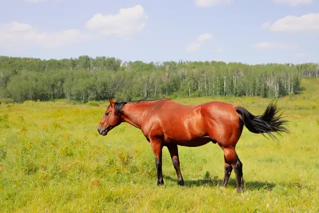 2026 AQHA X Driftwood fillies  in Horses & Ponies for Rehoming in Edmonton - Image 5
