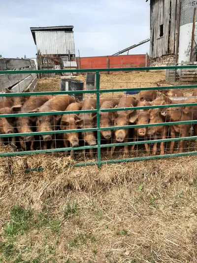 Pigs for sale, View more