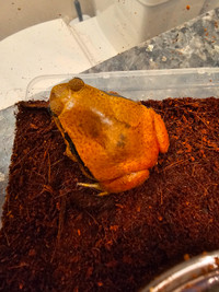 2 Tomatoes frogs for sale both males 180 each