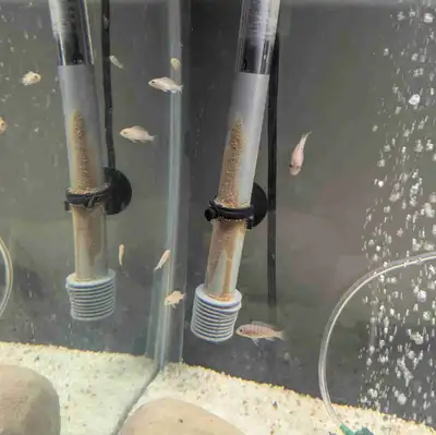 Yellow Lab fry, View more