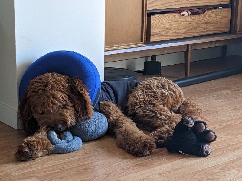 Dog surgery items Accessories Calgary Kijiji