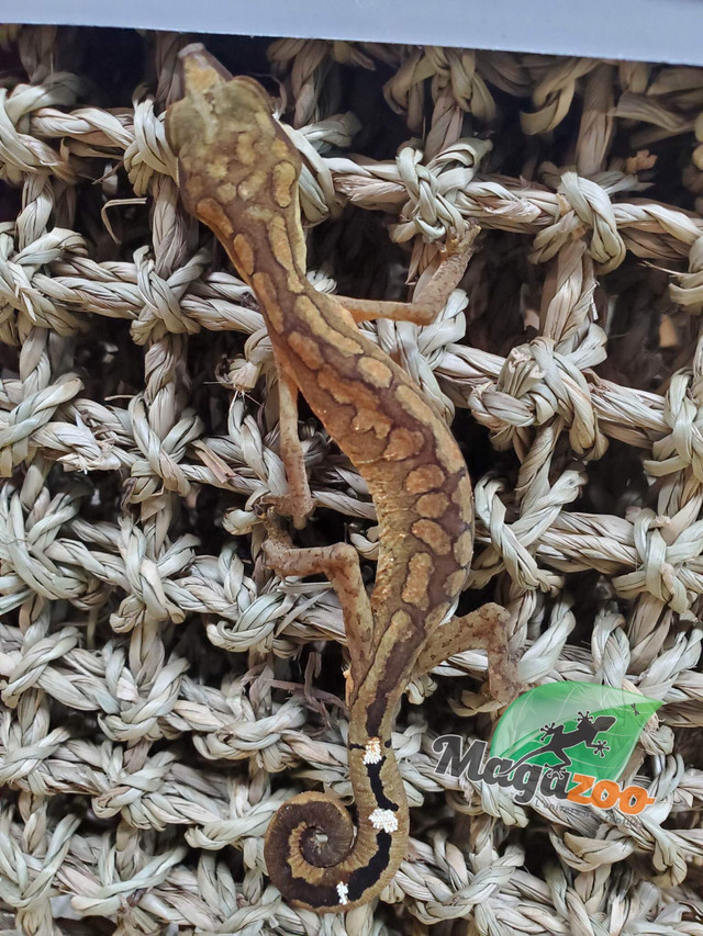 Gecko aux yeux de chat mâle/Malaysian cat eyed gecko dans Reptiles et amphibiens à adopter  à Ville de Montréal - Image 4
