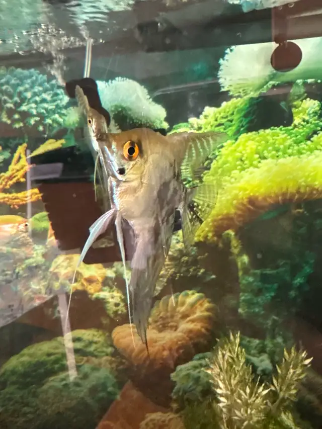 Angle Fish in Fish for Rehoming in London - Image 3