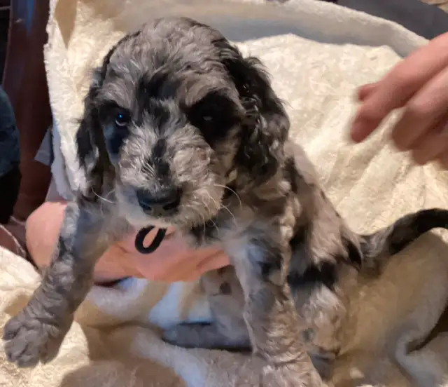 New Merle  medium doodles  born April 11 in Dogs & Puppies for Rehoming in Owen Sound - Image 2