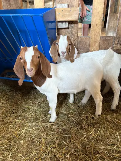 commercial boer goats, View more