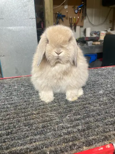 Holland Lop Babies for Adoption, View more