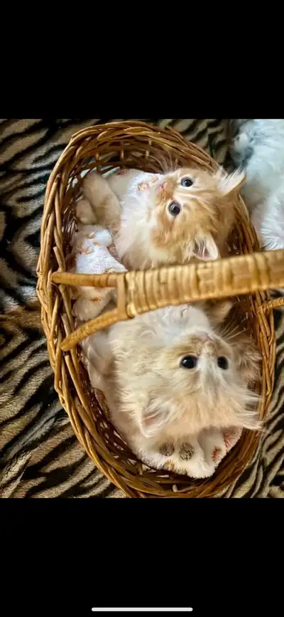 2 Beautiful 1/2 Ragdoll 1/4 Maine Coon Kittens, View more