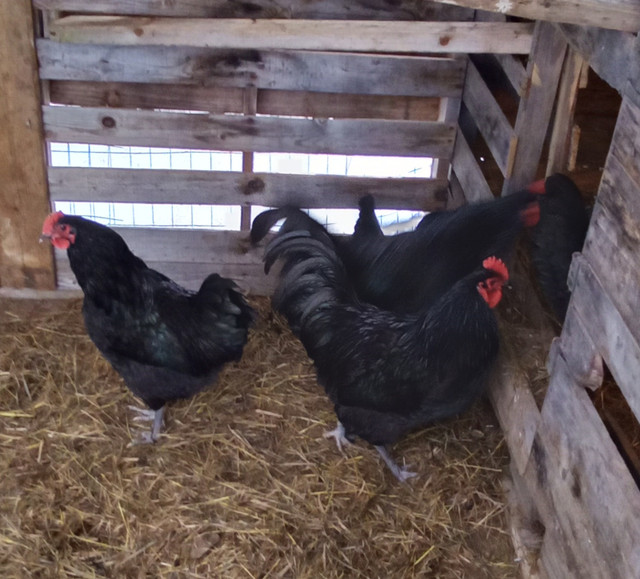 Black Australorps hatching eggs dozen + in Livestock in Bathurst