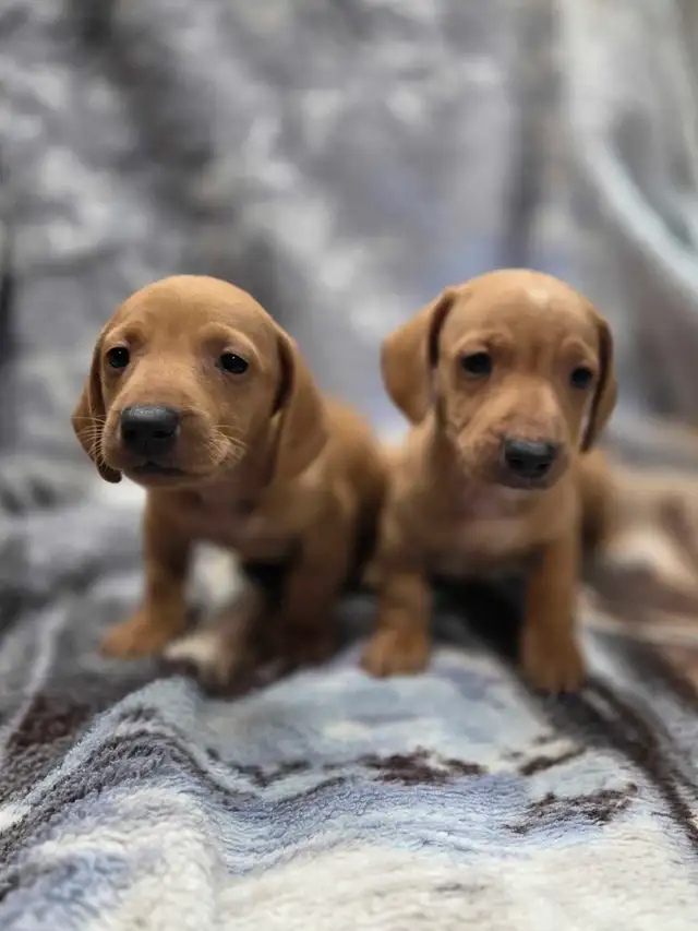chiot teckel standard male poil court in Dogs & Puppies for Rehoming in Laurentides - Image 10