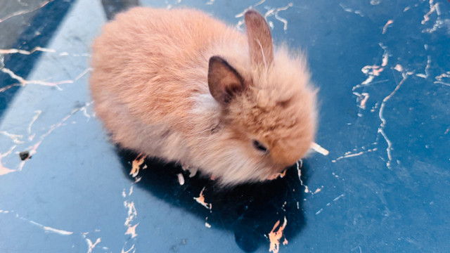 Lionhead Bunny in Small Animals for Rehoming in St. Catharines