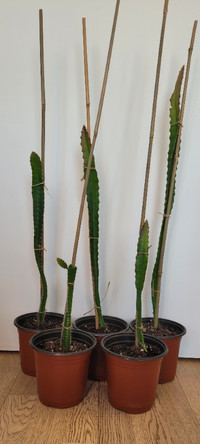 Plant de fruits du dragon - Cactus