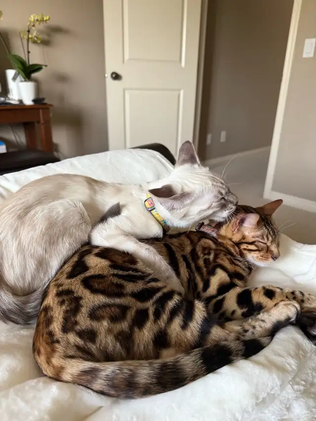 bengal Kittens  in Cats & Kittens for Rehoming in Calgary - Image 9