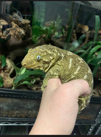 Female Leachianus Gecko