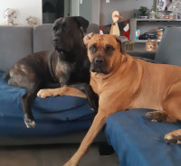 Bonded pair of female dogs