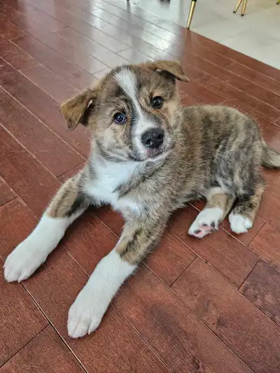 Akita inu & Berger australien, View more