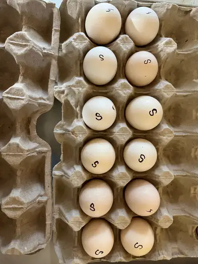 silkie eggs , View more