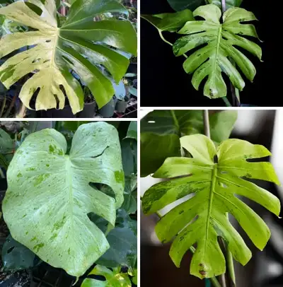 Monstera Shamrock shake, View more