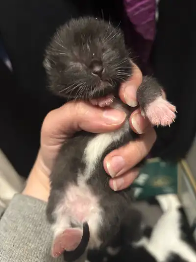 Four Beautiful Kittens Looking For Their Beautiful Homes!!, View more