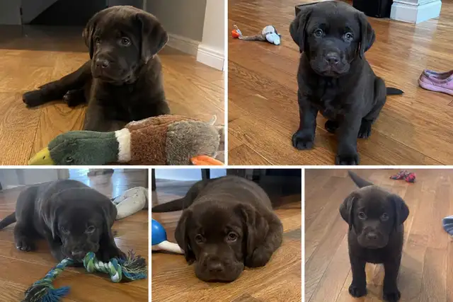 Labrador puppy