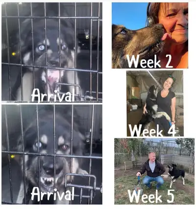 Dog Reactivity Help – Calm, Structured Behaviour Support, View more