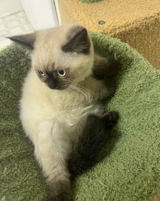 chaton British shorthair dans Chats et chatons à adopter  à Longueuil/Rive Sud