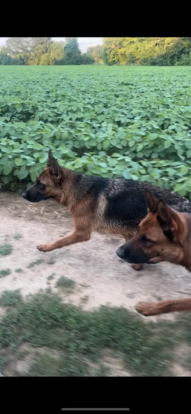 German Shepherd CKC Puppies  in Dogs & Puppies for Rehoming in Hamilton - Image 8
