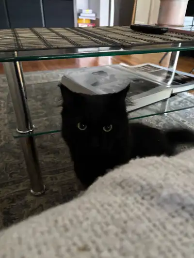 chat à vendre avec accessoires (bouffe+litière+jeux+collations), View more