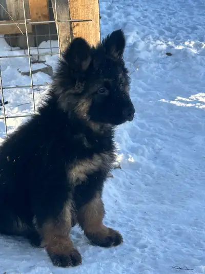 long coat German Shepherd puppy, View more