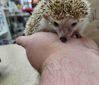baby hedgehogs Kawartha Lakes Peterborough Area Preview