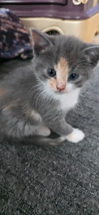 Kittens $25, View more