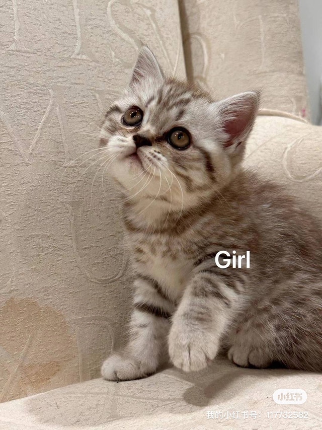 Kitten Rehome Cats & Kittens for Rehoming City of Halifax Kijiji