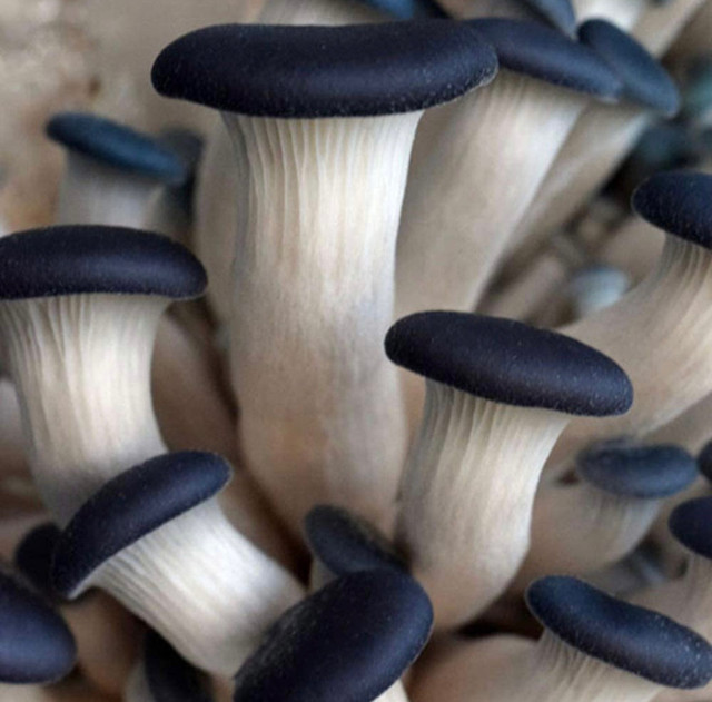 Mushroom Liquid Culture Syringe Spore Myceliu in Hobbies & Crafts in London - Image 4