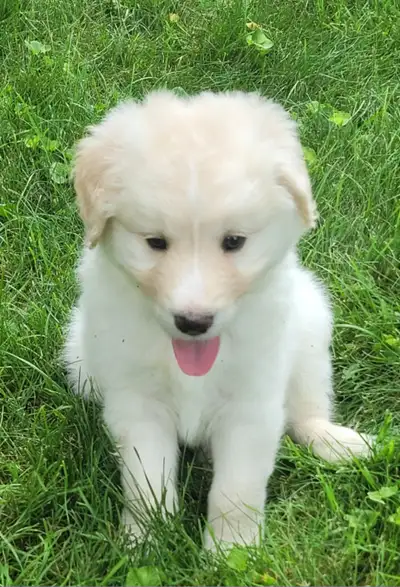 Samoyedoodle Puppies for sale!!, View more