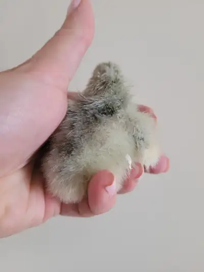 Orpington Chicks For Sale, View more