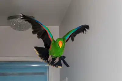 Eclectus parrot male, 9 month old, View more