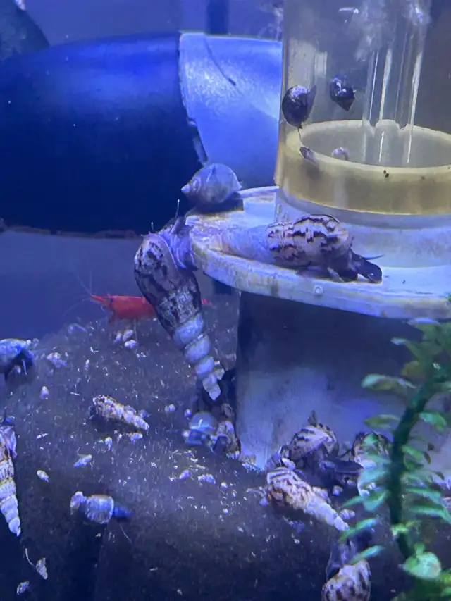 Malaysian trumpet snails $0.50 each in Fish for Rehoming in Brantford - Image 4