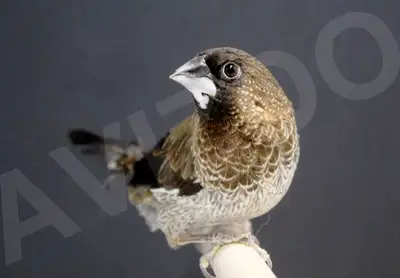 MOINEAU DU JAPON/SOCIETY FINCH DISPONIBLE Tous nos pinsons sont traités contre les parasites interne...