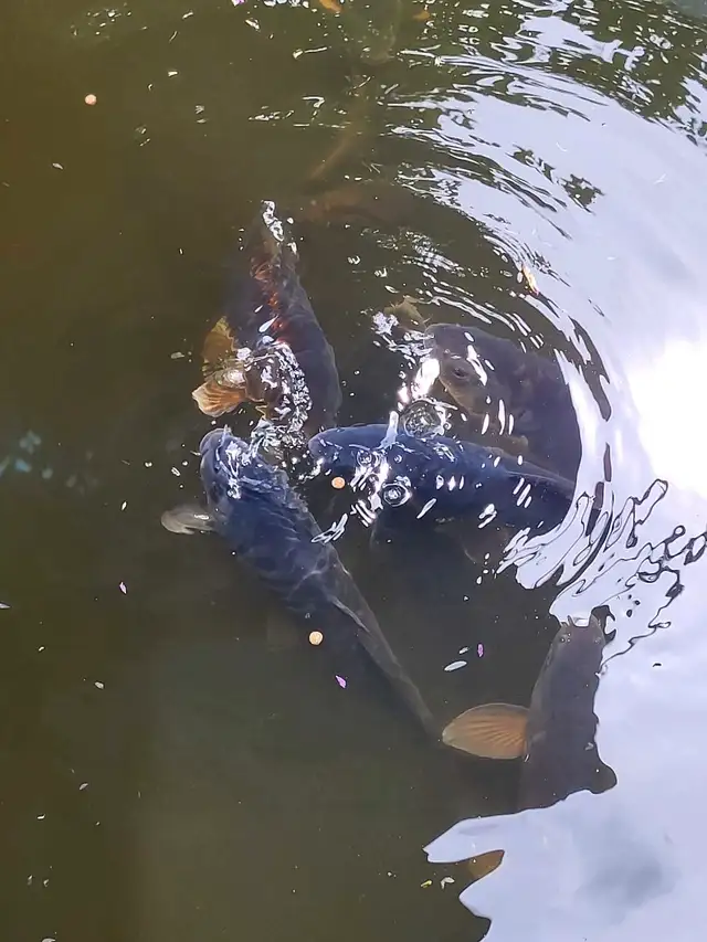 Koi Fish for sale in Fish for Rehoming in London - Image 7