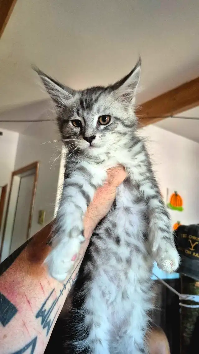 main coon chaton