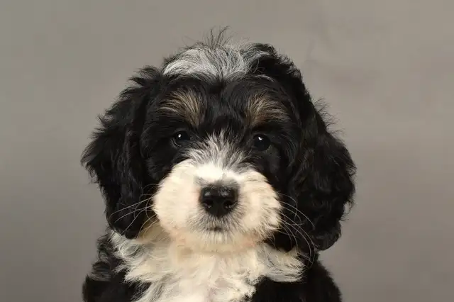 Beautiful Mini Bernedoodles in Dogs & Puppies for Rehoming in Kitchener / Waterloo - Image 3
