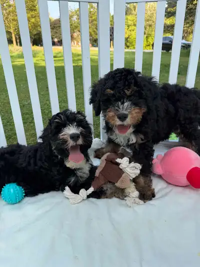 Premium F2 Miniature Bernedoodle Puppies, View more